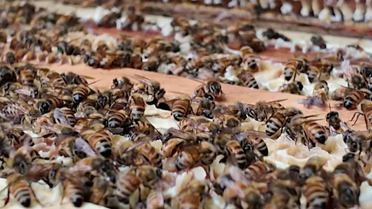 BKHoneyUrbanFarm730_2026-07-30-05-55-12