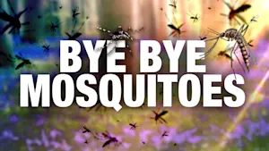 5 tips to prevent mosquito bites and getting sick from viruses