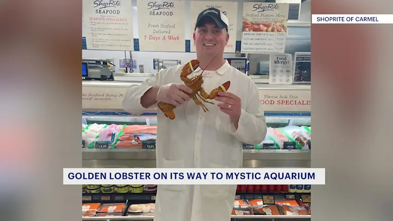 Story image: Rare golden lobster headed to Mystic Aquarium after discovery at Hudson Valley Shoprite