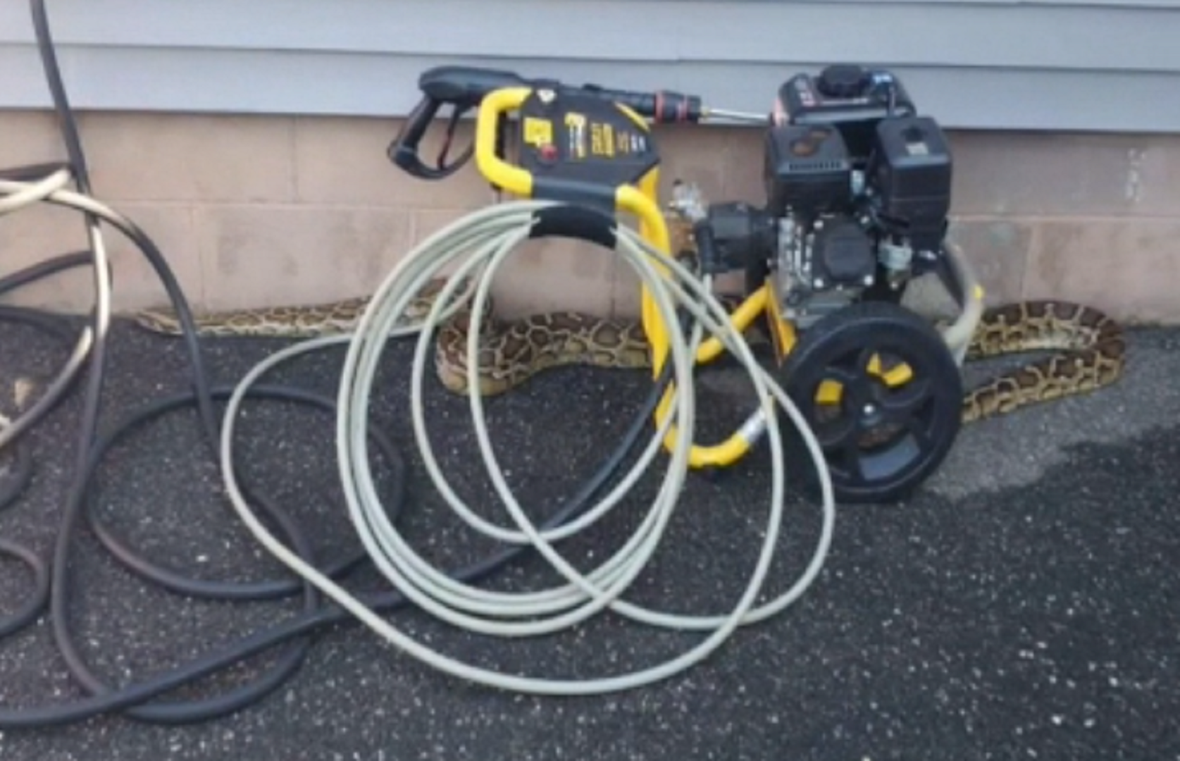 Massive Burmese python removed from driveway on Long Island