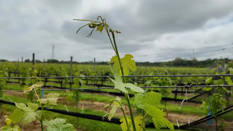 Story image: The East End: Rose Hill Vineyard and Inn