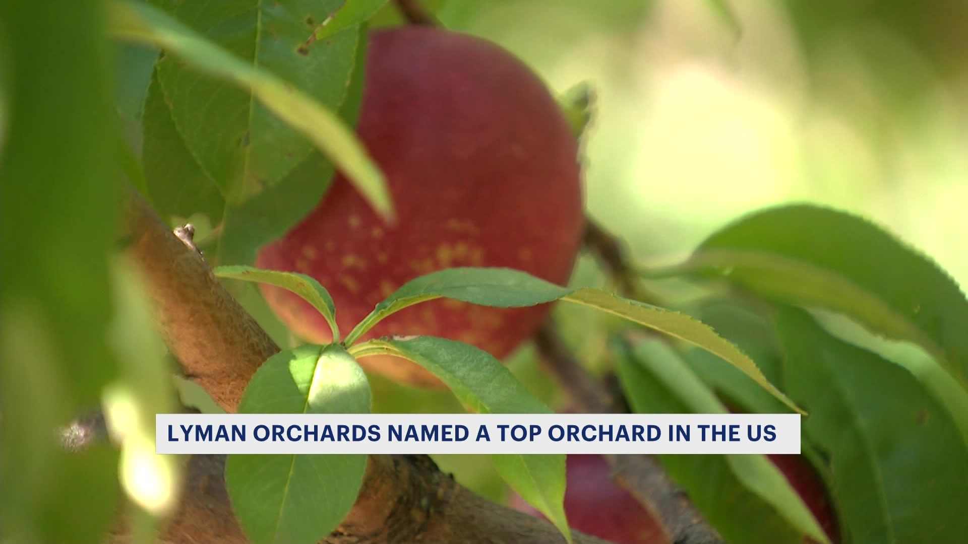 Connecticut apple orchard named top 10 across US according to Yelp