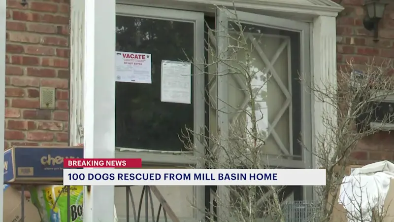 Story image: ACC: More than 100 dogs rescued from Mill Basin home where woman was found dead