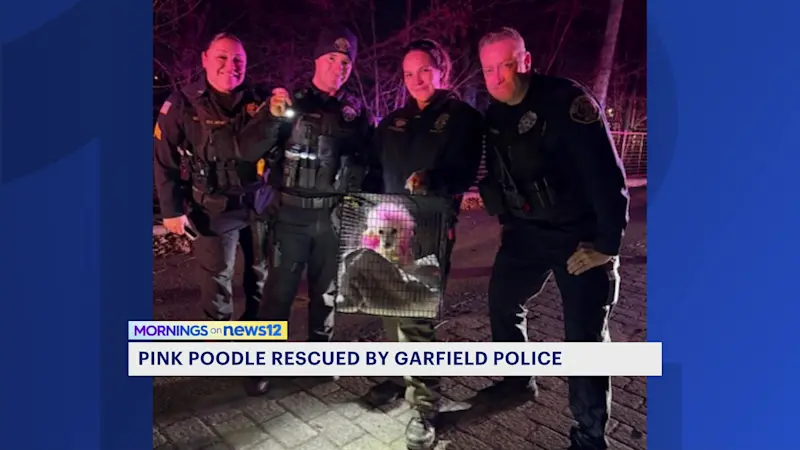 Story image: Petite pink poodle pulled from Passaic River after 'perilous' swim 