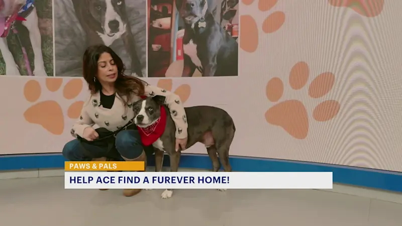 Story image: Ace is looking for a loving 'furever' home