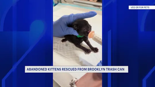 kittensfound0826_2026-08-26-16-19-11