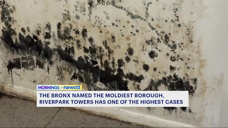 Story image: The Bronx tops study as NYC’s moldiest borough