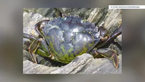 Connecticut law fights to control invasive green crabs in Long Island Sound