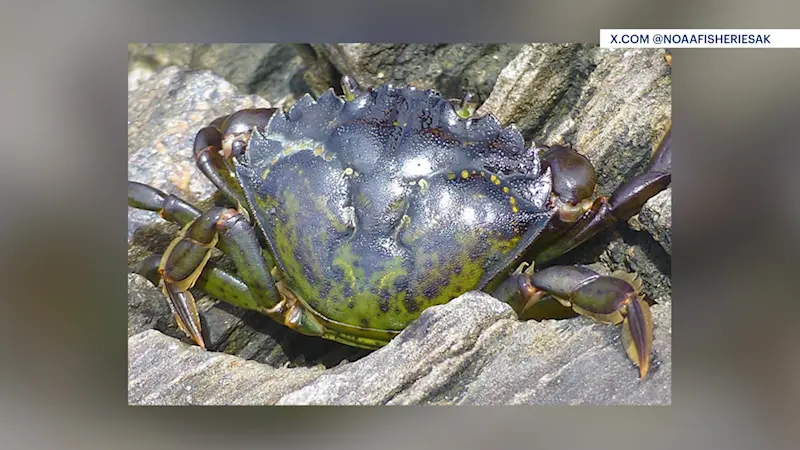 Story image: Connecticut law fights to control invasive green crabs in Long Island Sound