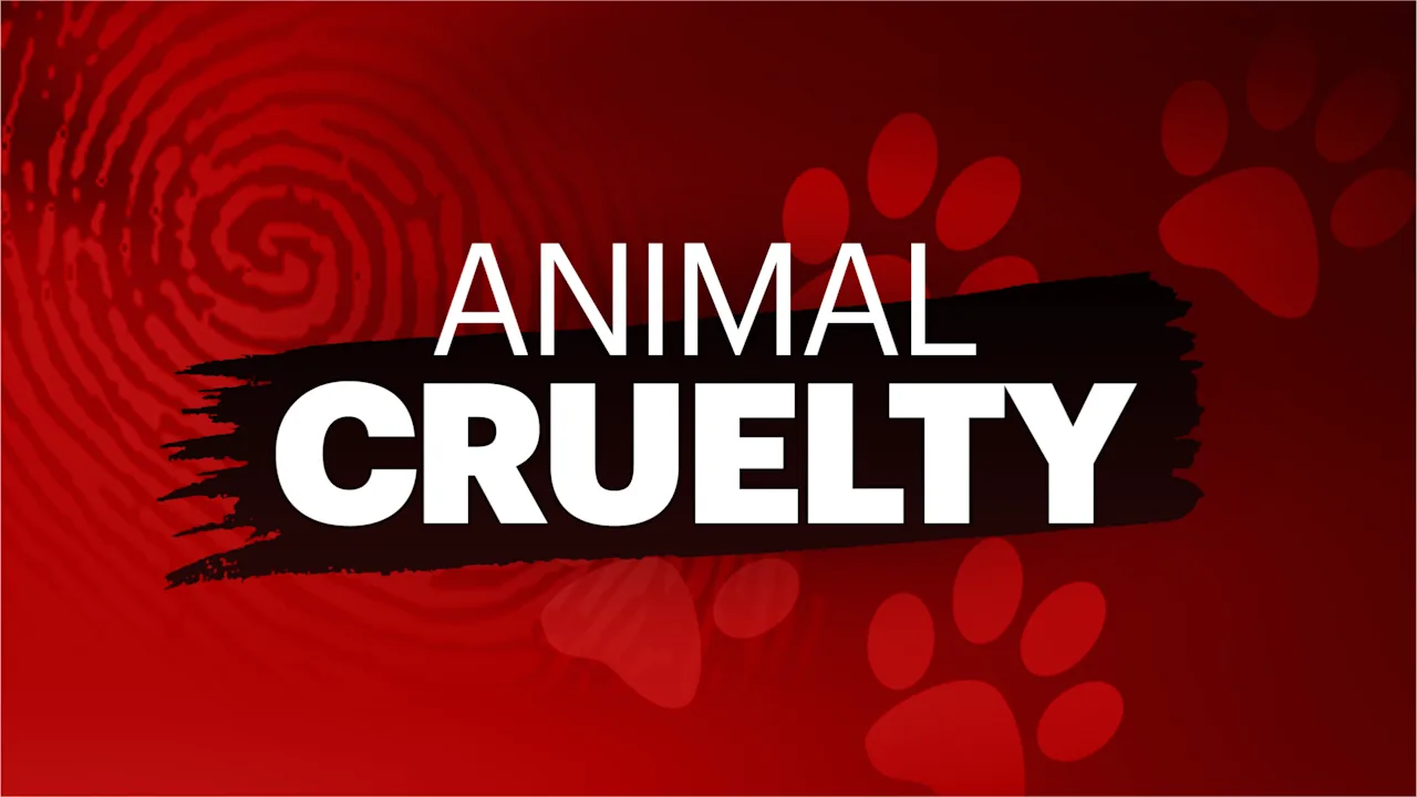 animal cruelty 