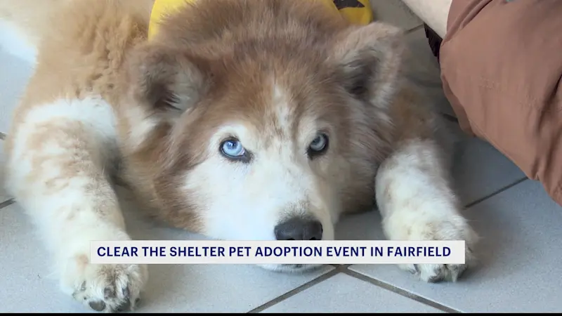 Story image: Maritime Chevrolet hosts Clear the Shelter pet adoption event