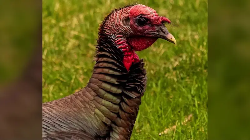 Story image: 'Tammy the Turkey' takes over Fishkill, won't leave