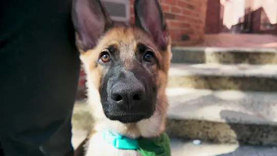 MTNJServiceDogMonth0915_2026-09-15-17-33-44