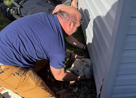 DOG RESCUE