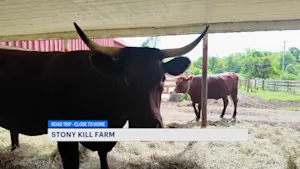 Stony Kill Farm offers trails and barnyard fun