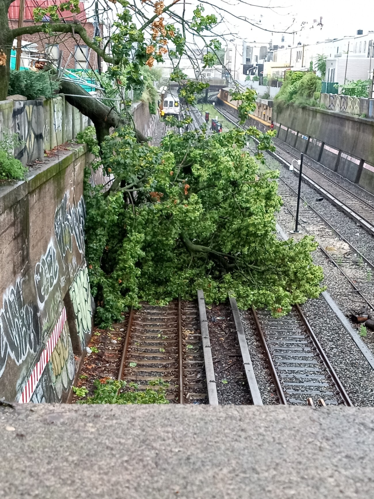 tree down 2.jpg