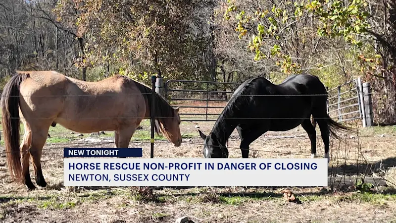 Story image: Newton horse sanctuary fears closure amid volunteer and funding shortages