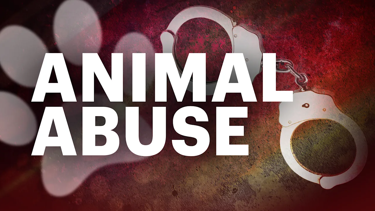 ANIMAL ABUSE Mon
