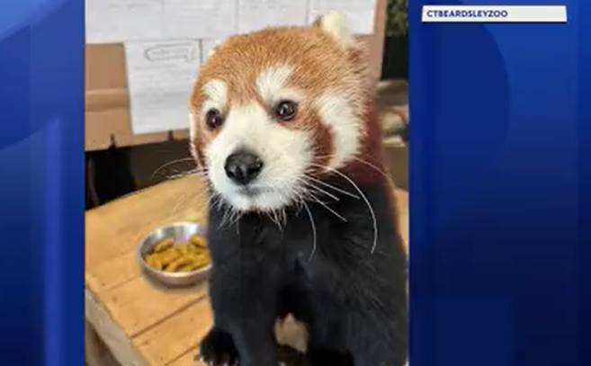 Red Panda