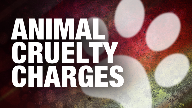 Story image: Dog owner charged with animal cruelty after allegedly biting pit bull's face