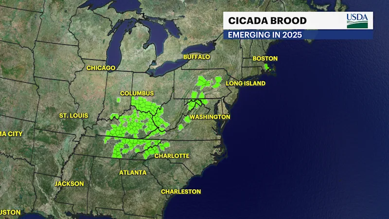 CICADA WIDE VIEW.png