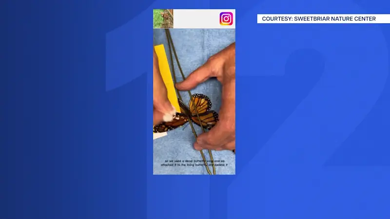Story image: Long Island nature center saves monarch butterfly in viral wing transplant video