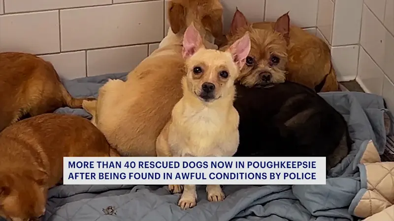 Story image: Dozens of dogs saved from Brooklyn hoarder home treated in the Hudson Valley