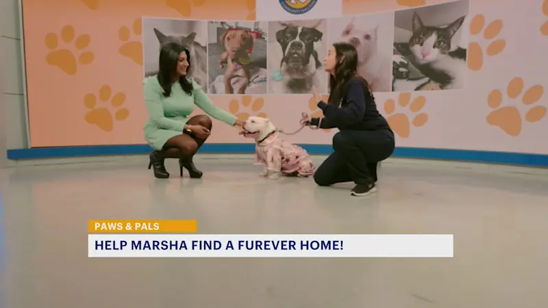 Story image: Paws and Pals: 'Marsha Mellow' is a sweet pup who needs a home