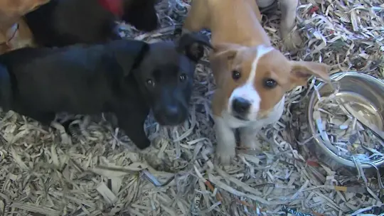 Pet Regulations MS 082726_2026-08-27-17-15-07