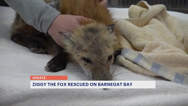 Story image: Fox stuck on ice in Barnegat Bay rescued and treated for injuries