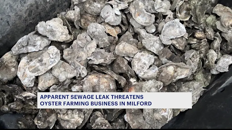 Story image: Apparent sewage leak in Milford threatens oyster farming businesses