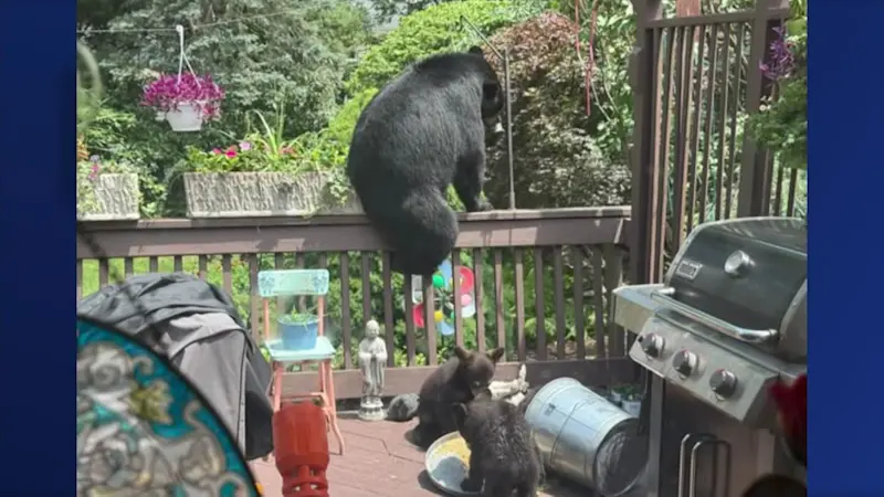 Story image: Bear sightings reported in Glen Rock and Oakland