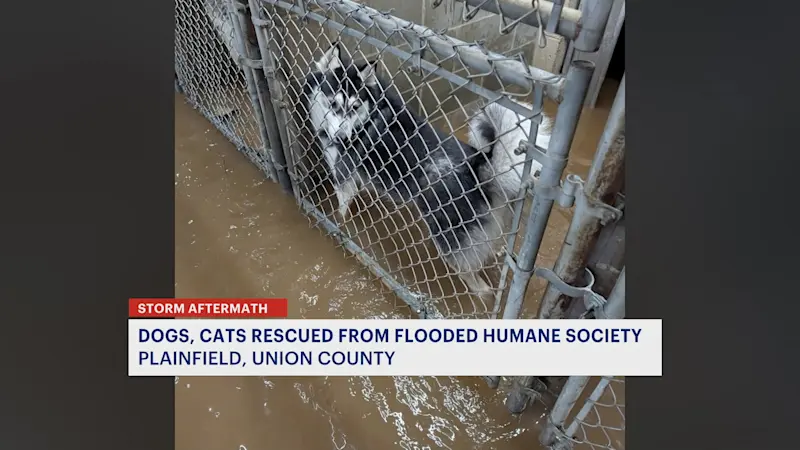 Story image: Volunteers help clean up animal shelter after severe flooding in Plainfield 
