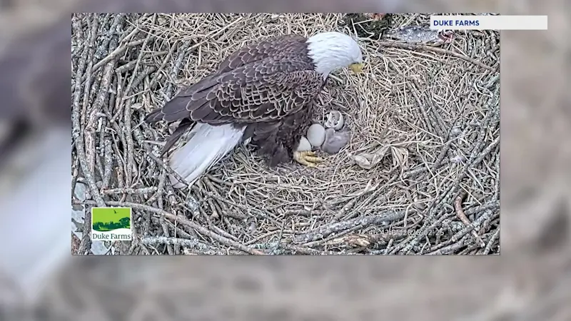 Story image: Jersey Proud: Bald eagle egg at Duke Farms hatches