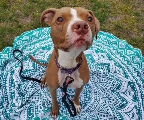 Mia dog.jpg
