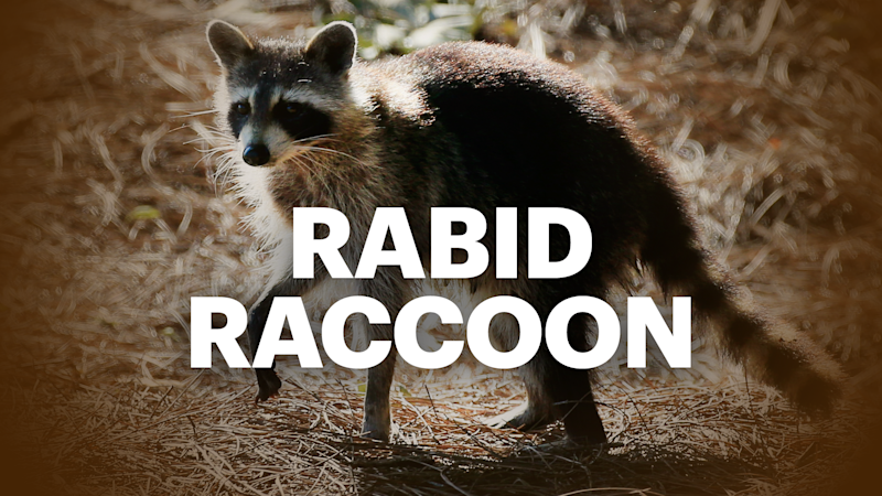 Story image: Officials: Rabid raccoon found in North Amityville