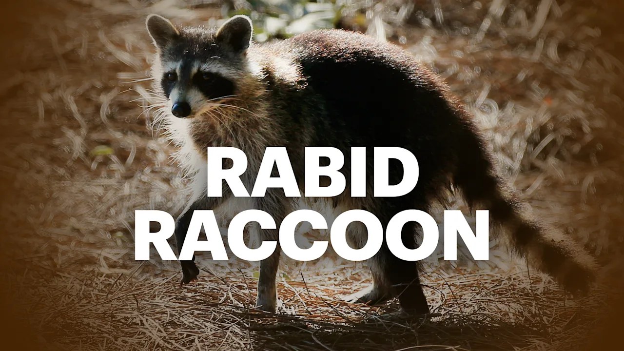 Raccoon Generic