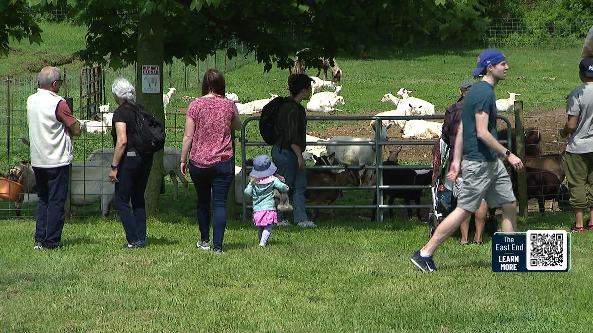 East End: Catapano Dairy Farm in Peconic
