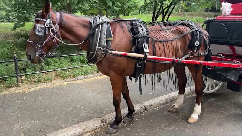 Story image: NYC council committee rejects proposal to ban horse-drawn carriages in Central Park