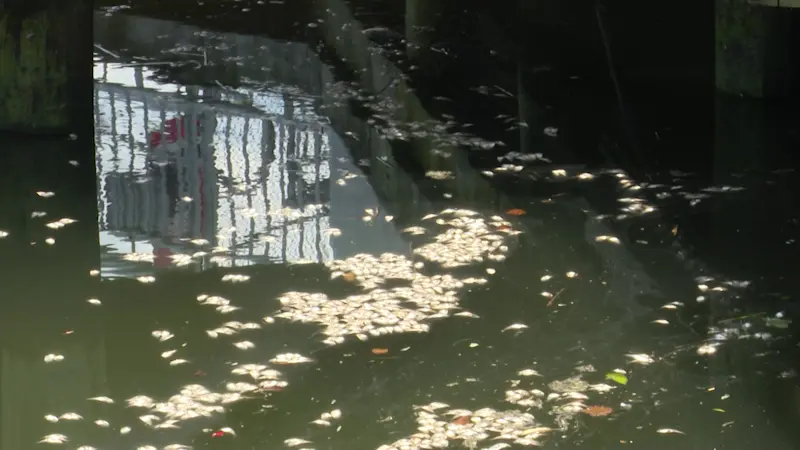 Story image: East Rockaway restaurants, customers decry smell up washed-up dead fish