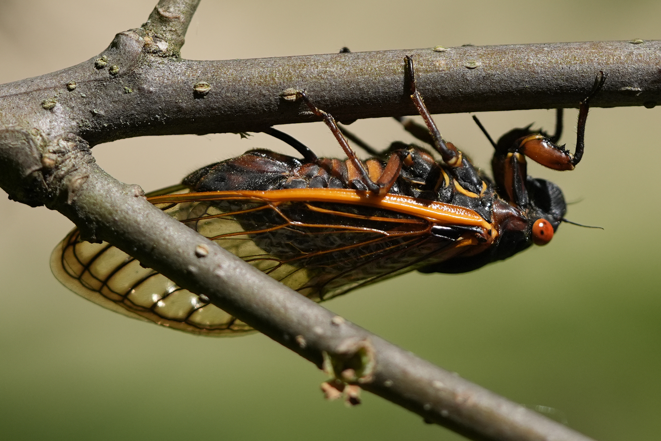 cicada