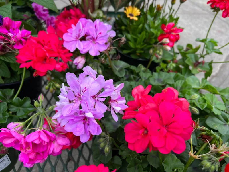 ivy geranium.png