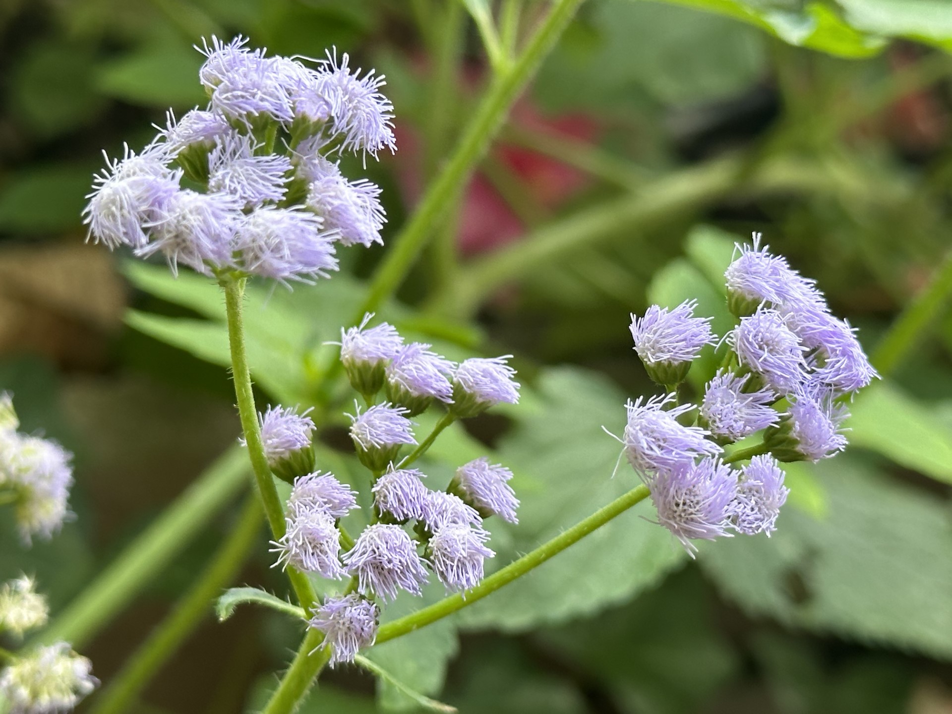mistflower.jpg