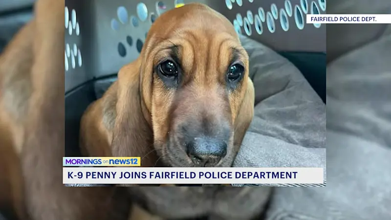 Story image: New K-9 named Penny joins Fairfield police to help find missing people