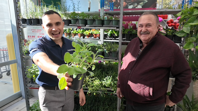 Story image: Five easy herbs for your garden that grow back better every year