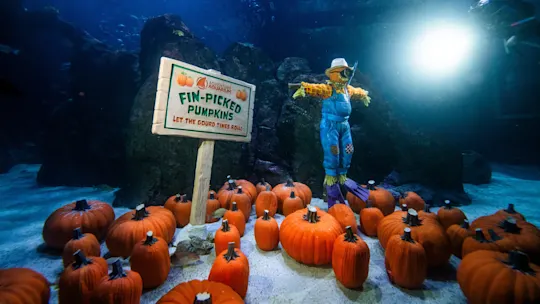Adventure Aquarium Fintastic Pumpkin Glow 05