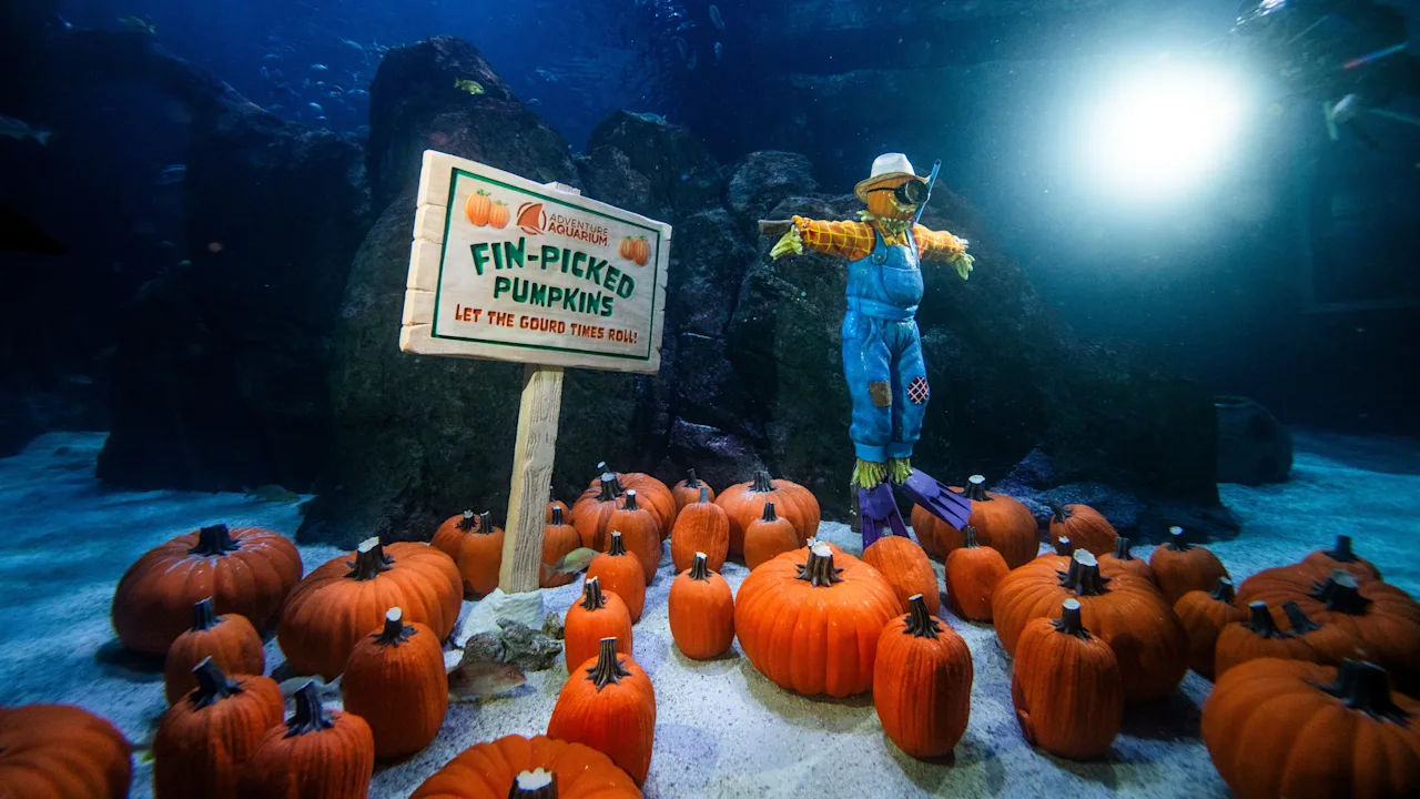 Adventure Aquarium Fintastic Pumpkin Glow 05
