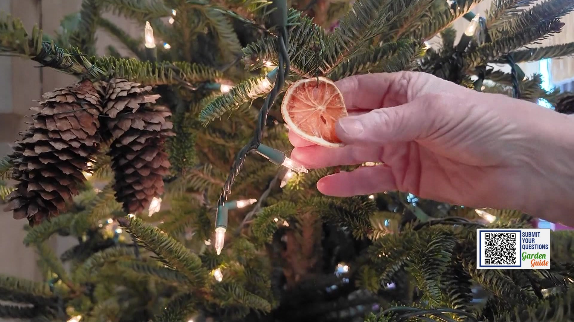 Garden Guide: Avoid these Christmas tree mistakes