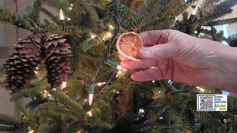 Story image: Garden Guide: Avoid these Christmas tree mistakes