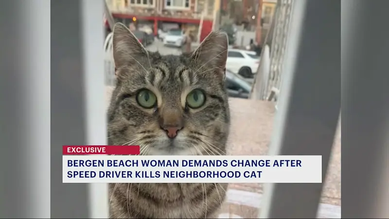 Story image: 'My heart drops every time.' Bergen Beach woman calls for action after cat killed by speeding driver
